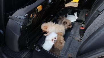Edirne’de “Pomeranian” cinsi 5 köpek yavrusu ele geçirildi